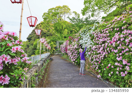 ツツジの名所福岡県豊前市の宝福寺山つつじ公園 134885950