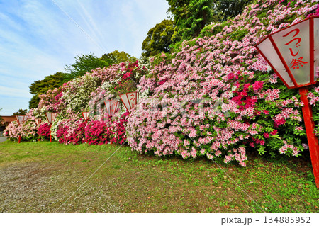 ツツジ満開の福岡県豊前市の宝福寺山つつじ公園 ツツジ満開の福岡県豊前市の宝福寺山つつじ公園 134885952
