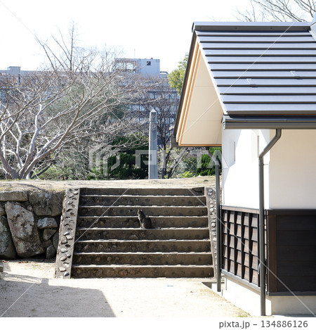 岡山城 で出会ったネコ（岡山県） 134886126