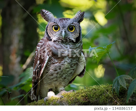 フクロウ 134886157