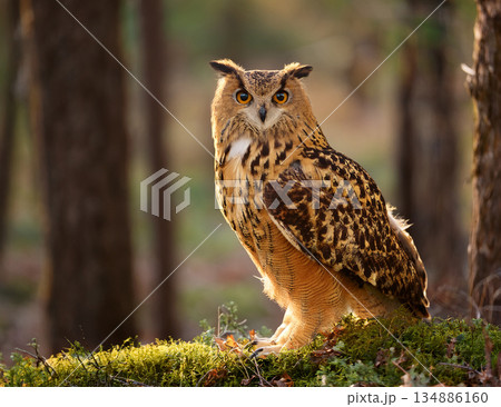 フクロウ 134886160