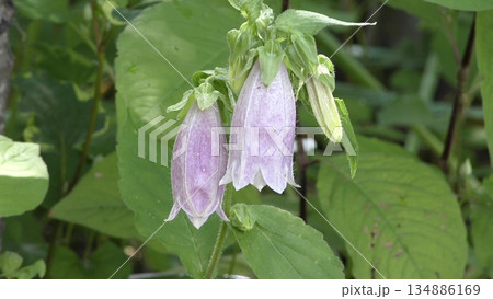 ホタルブクロの花 ホタルブクロの花 134886169