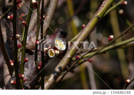 白い梅の花とつぼみ 白い梅の花とつぼみ 134886198