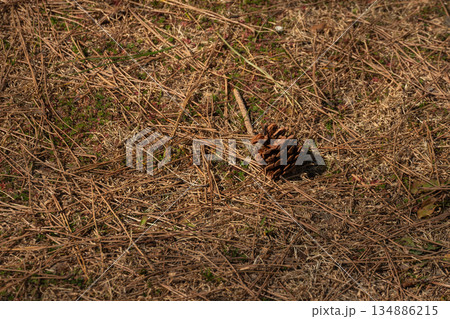 落ち葉と松ぼっくり 134886215