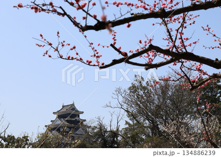 岡山後楽園の梅林風景（岡山県） 134886239