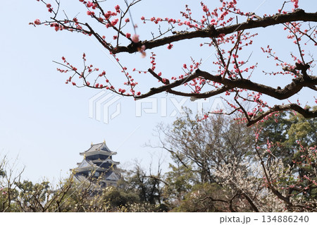 岡山後楽園の梅林風景(岡山県) 岡山後楽園の梅林風景(岡山県) 134886240
