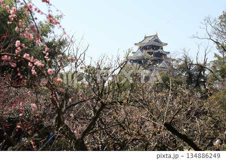岡山後楽園の梅林風景(岡山県) 岡山後楽園の梅林風景(岡山県) 134886249