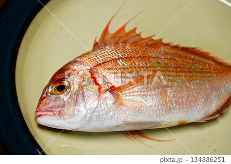 新鮮な魚 血鯛（チダイ・ハナダイ） 134886251