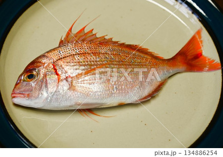 新鮮な魚 血鯛(チダイ・ハナダイ) 新鮮な魚 血鯛(チダイ・ハナダイ) 134886254