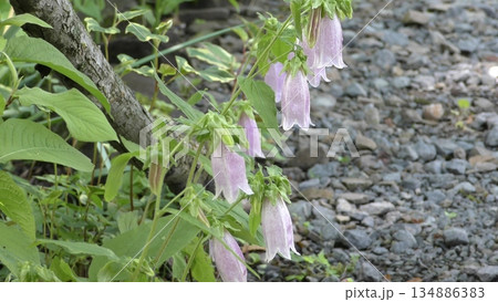 ホタルブクロの花 ホタルブクロの花 134886383