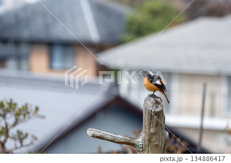 木の上の鳥 木の上の鳥 134886417