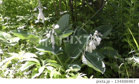 ギボウシの花 ギボウシの花 134886967