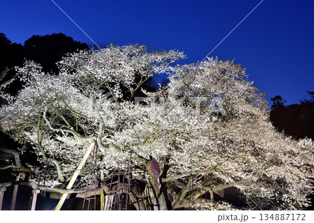 三隅太平桜 134887172