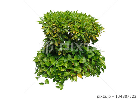 Codiaeum variegatum Gold Dust Plant 134887522