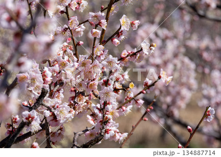 満開の梅の花 134887714