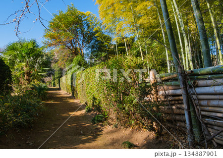 竹林と里道 竹林と里道 134887901
