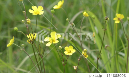 キンポウゲの花 キンポウゲの花 134888008
