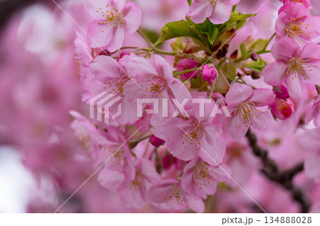 満開の桜のクローズアップ 134888028