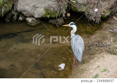 川辺に佇むアオサギ 134888037