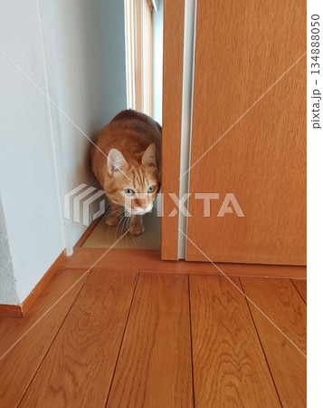 すき間から覗く茶トラ猫 134888050