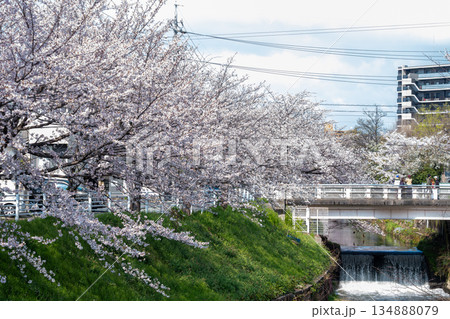 川沿いに咲く満開の桜 川沿いに咲く満開の桜 134888079