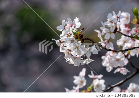 桜の花のアップ 桜の花のアップ 134888088