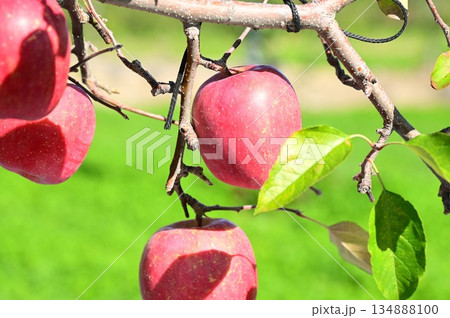 リンゴ園 サンフジ 134888100