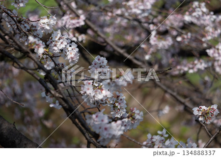 桜の咲く枝 134888337