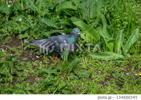 草むらのハト 134888345