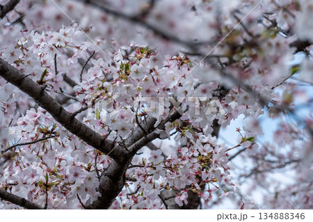 満開の桜の木 満開の桜の木 134888346