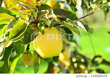 リンゴ園 はるか 134888479