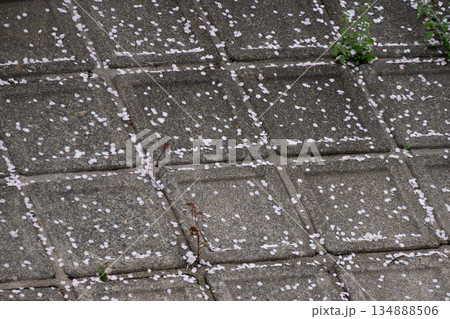 桜の花びらが落ちた川岸 134888506
