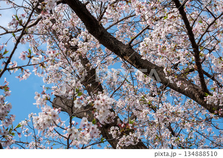 満開の桜の木 134888510