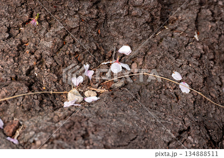 木の根元の散った桜の花びら 134888511