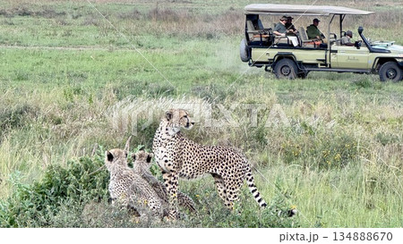 親チーターと2匹の子チーター　サファリ風景の自然背景 134888670