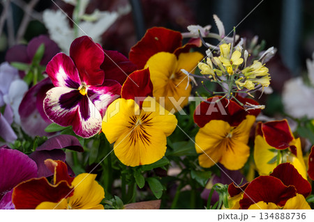 カラフルなパンジーの花々 134888736