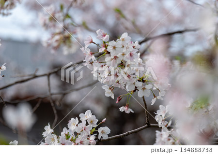 満開の桜の枝 満開の桜の枝 134888738