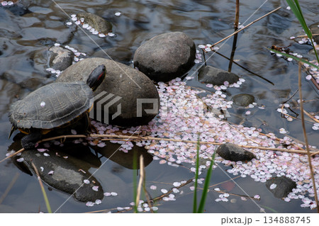 カメと桜の花びらの小川 カメと桜の花びらの小川 134888745