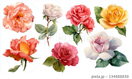 バラの花の水彩画、素材集 134888830