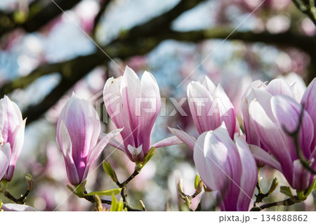 明るい日差しの下の白と薄紫のモクレン　ロンドン郊外のキューガーデンにて 134888862