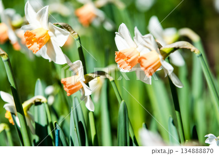 明るい日差しの下で咲くラッパ水仙　ロンドン郊外のキューガーデンにて 134888870