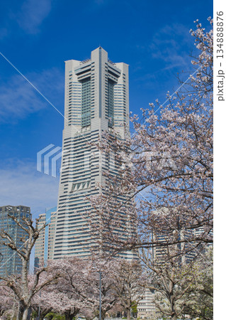 【横浜市】桜ヶ咲く横浜みなとみらい21 134888876