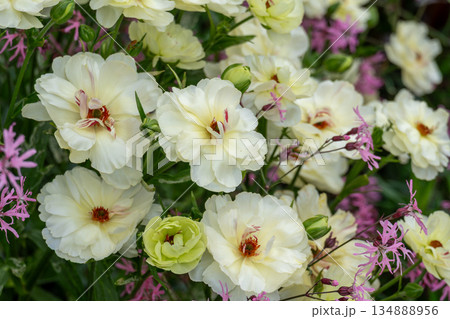ラナンキュラスの花の庭 134888956