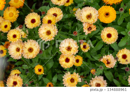 キンセンカの花畑 キンセンカの花畑 134888961