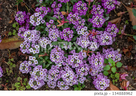 アリッサムと緑の葉 134888962