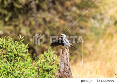 Red-billed hornbil in Samburu national park 134888999