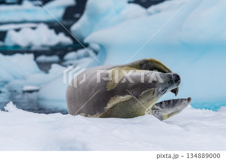 Crabeater Seal resting on a sheet of ice 134889000
