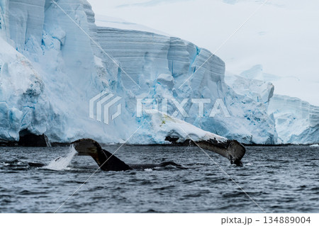 Tail of a humpback whale in the Antarctic 134889004