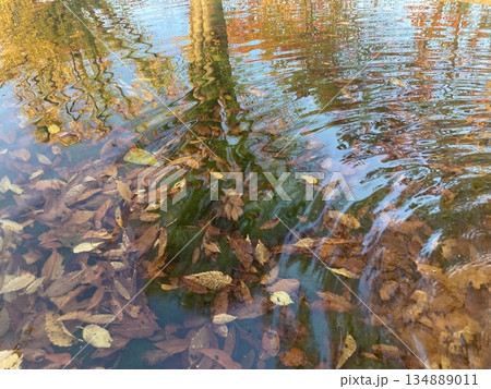 波紋の広がる水面に映った紅葉 134889011