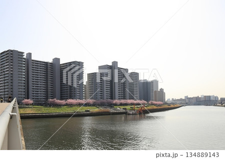 隅田川風景・河津桜・汐入公園【東京都荒川区】 134889143